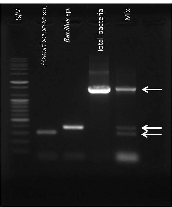 그림 31. 세균 검출 특이 primer 이용 Multiplex-PCR 결과