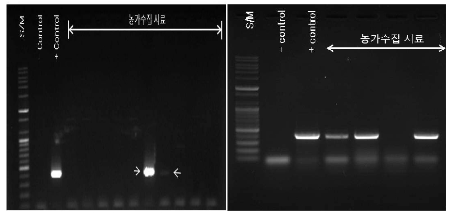 그림 33. Multiple-PCR에 의한 병원성 곰팡이 검출 특이 primer 이용 농가 액체종균 시료 분석 결과