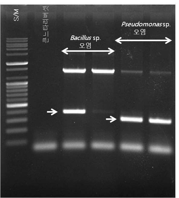 그림 34. Multiple-PCR에 의한 세균 검출 특이 primer 이용 농가 액체종균 시료 분석 결과