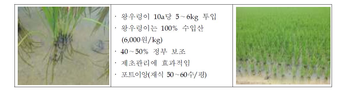 우렁이농법 현황