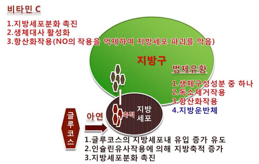 비타민 C, 아연, 유황의 효과