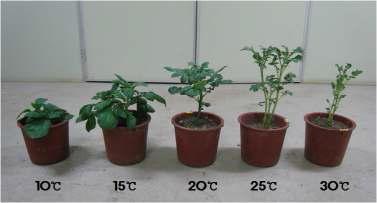 온도에 따른 감자의 생육과 형태 변화(초기 생육기의 감자)