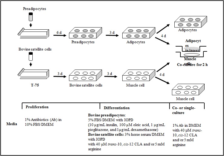 Figure 1. Co-culture of bovine preadipocytes and muscle cells(satellte cells)