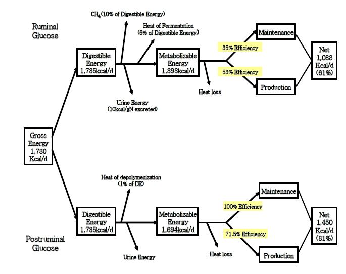 Figure 2. Energy partitioning as influenced by site of glucose metabolism in ruminants (Black, 1971).