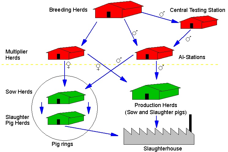 그림 12. 덴마크 돼지 개량 체계