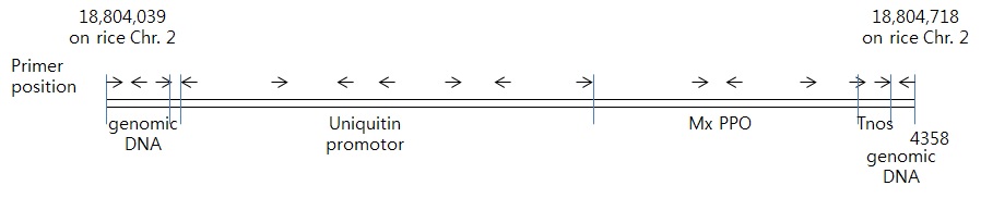 그림 1. 도입된 도입유전자 카세트의 염기서열 결정을 위해 제작된 프라이머의 위치. 프라이머의 크기는 실측치보다 큰 것임
