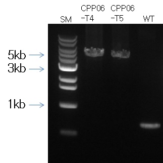 그림 4. CPPO06-F 및 CPPO06-R 프라이머쌍을 사용한 long-PCR 산물의 agarose gel 분리.