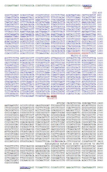 그림 5. 유전자변형생물체 CPPO06에 삽입된 도입유전자 카세트의 염기 서열 결정 결과의 annotation 및 sequence.