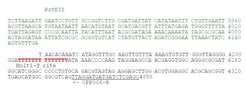그림 5. 유전자변형생물체 CPPO06에 삽입된 도입유전자 카세트의 염기 서열 결정 결과의 annotation 및 sequence.