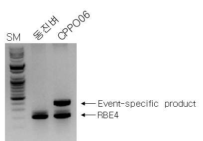 그림 10. PCR primer 쌍 RBcfm forward/RBcfm reverse 및 Rbe4 forward/Rbe4 reverse를 사용한 동진벼 및 CPPO06 벼genomic DNA의 multiplex PCR 결과의 agarose gel 분석.