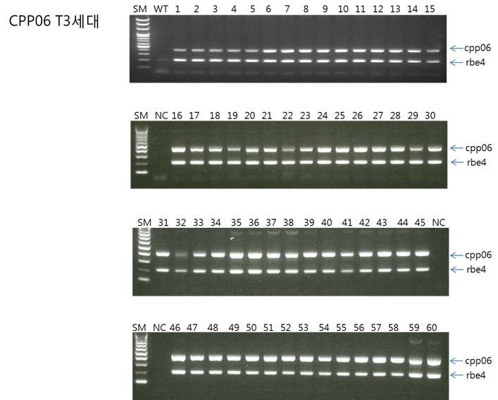 그림 11. CPPO06 벼 T3, T4, T5 세대 각각 60개체에 대한 qualitative event-specific PCR 결과. SM, size marker; NC, negative control; WT, 동진벼.