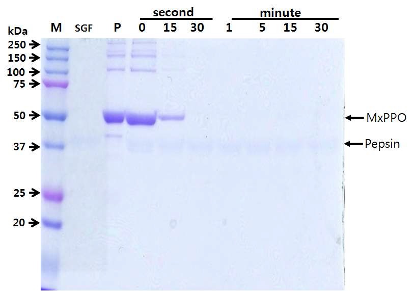 Figure 13. MxPPO 단백질의 인공위액(SGF)내의 안정성 시험결과