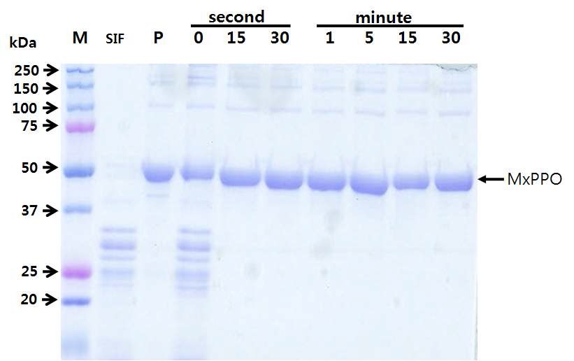 Figure 14. MxPPO 단백질의 인공장액(SIF)내의 안정성 시험결과