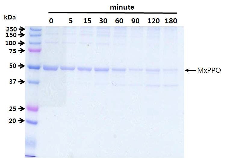 Figure 15. MxPPO 단백질의 열 안정성 시험결과
