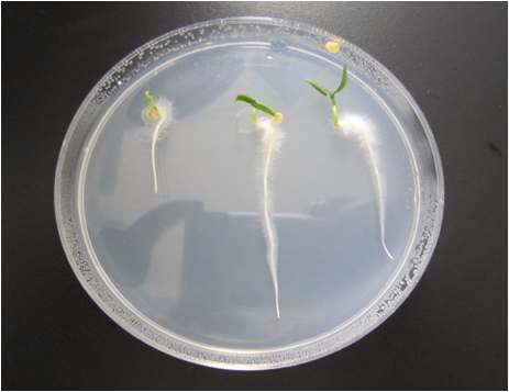 Fig. 1. Bacillus amyloliquefaciens의 고추발아 실험