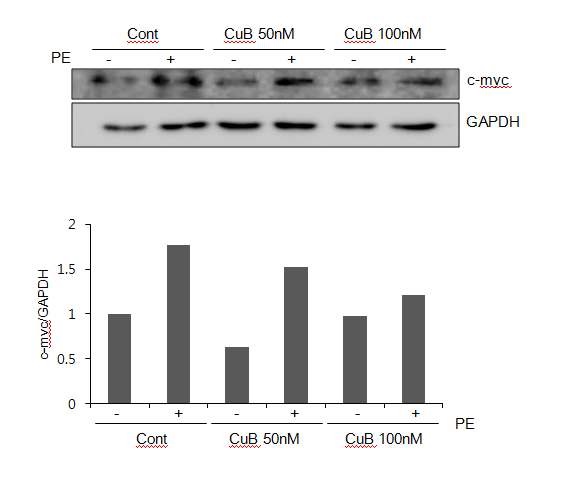 그림 2-24. 쿠쿠비타신 B, I의 c-myc 단백질의 억제 효과