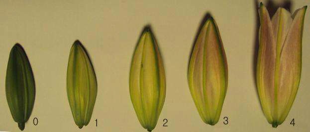 그림 1. 절화 백합의 화색변화
