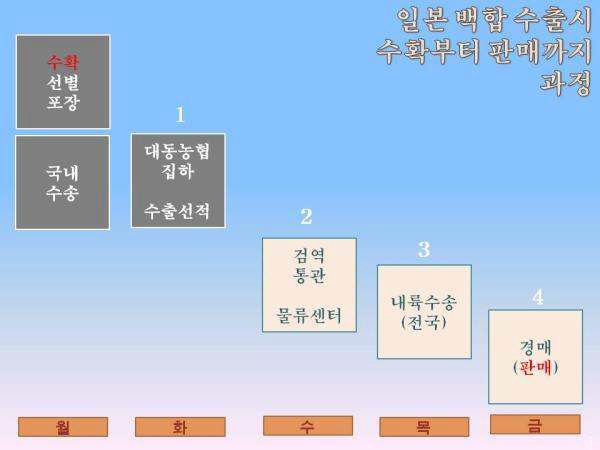 그림 79. 선박을 이용해 백합수출시 농가출하부터 판매까지의 과정 및 소요일수