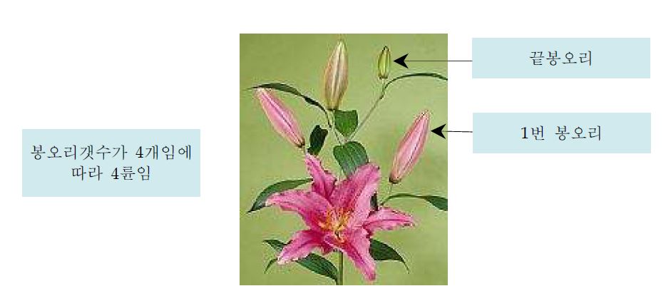 그림 108. 오리엔탈백합의 1번봉오리와 끝봉오리