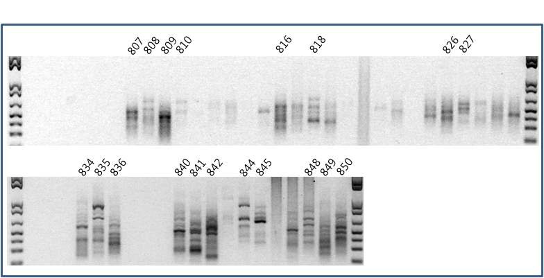 100개 ISSR primer에 대한 PCR survey 결과