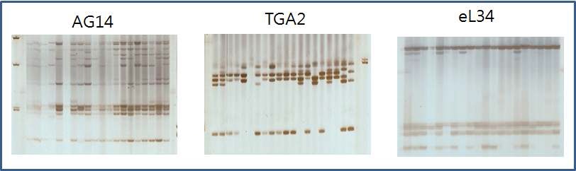 30개의 SSR primer 중 균일도 검증에 사용된 primer와 PCR profiling 결과.