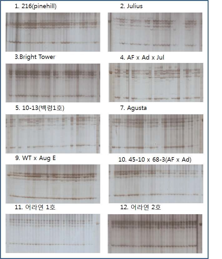 SSR primer TGA2를 사용하여 PCR 증폭을 수행한 결과.