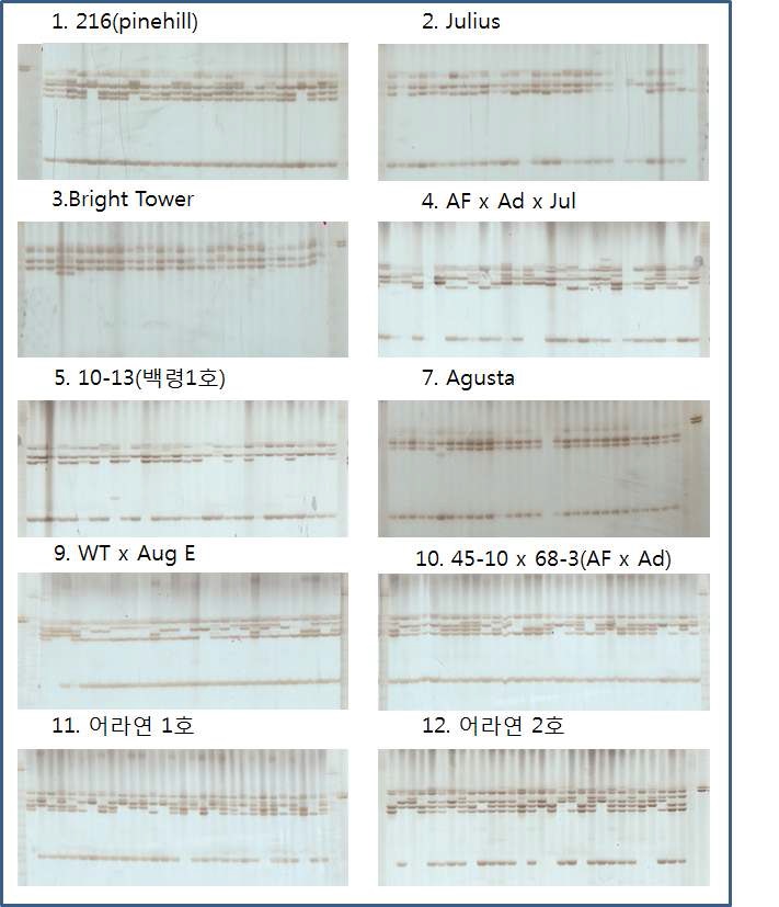 SSR primer AG14를 사용하여 PCR 증폭을 수행한 결과.