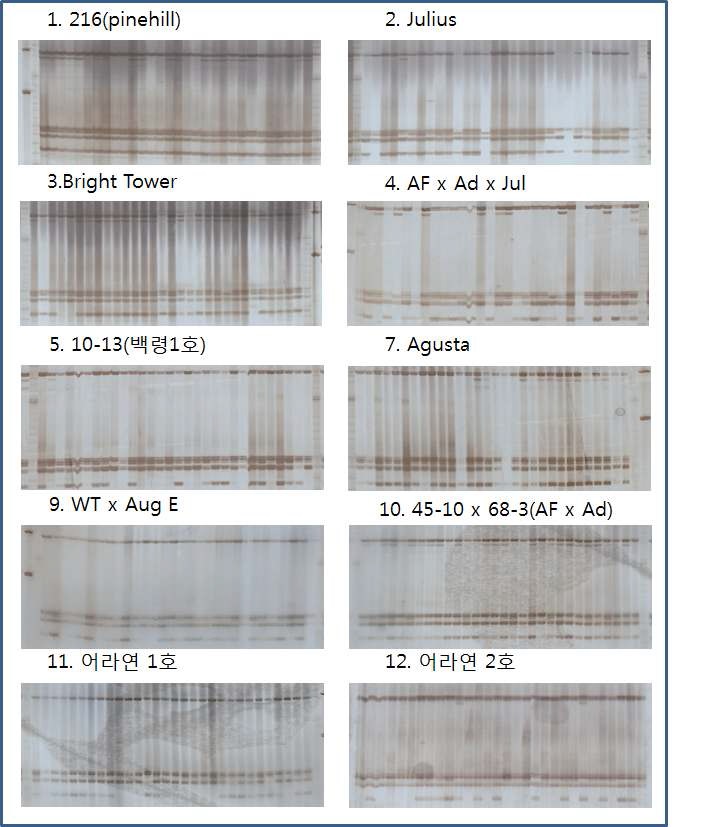 SSR primer eL34를 사용하여 PCR 증폭을 수행한 결과.