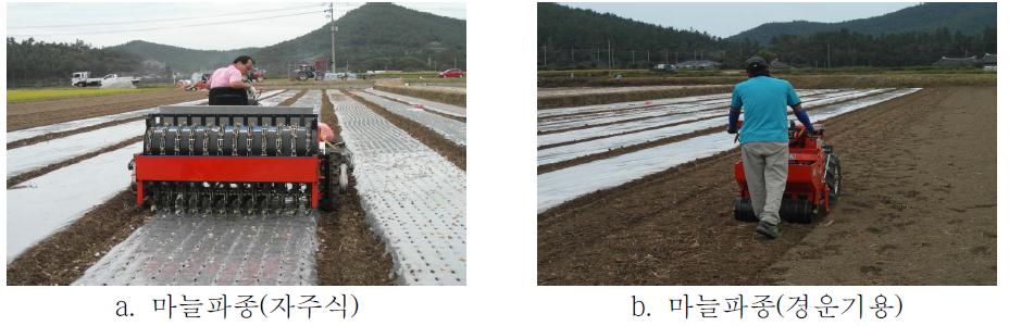 마늘 기계파종