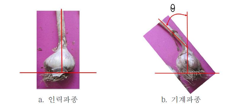 인력 및 기계 파종 마늘 줄기 비교