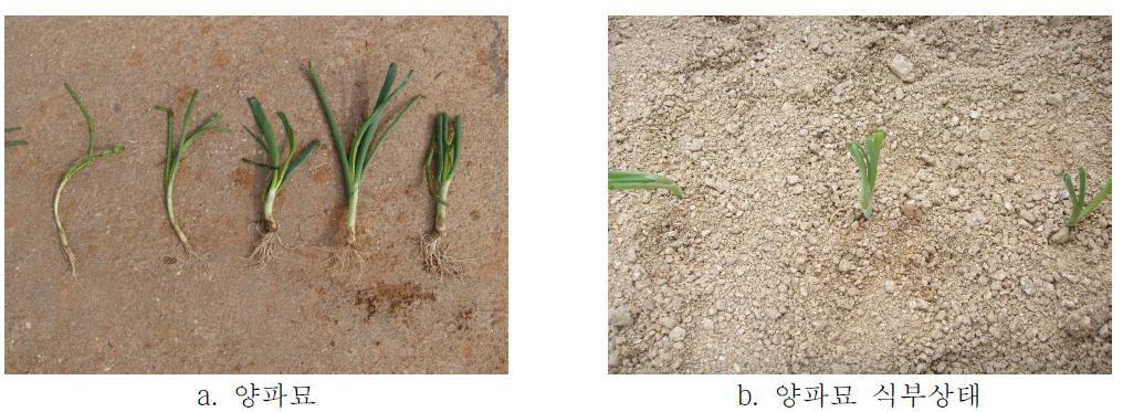 양파묘 및 식부상태
