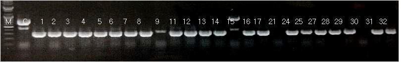 gus A 유전자 PCR 분석 결과.