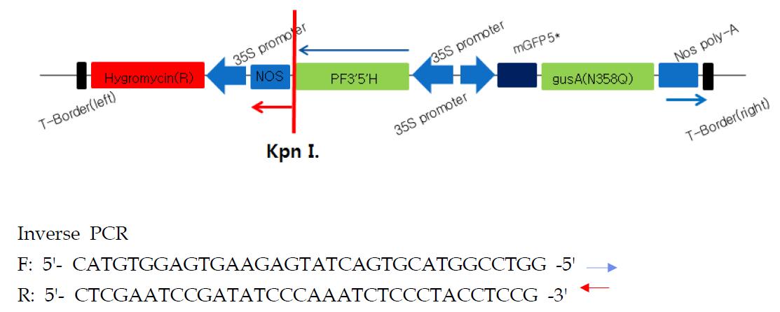 Inverse PCR 분석을 위한 제한효소 처리 및 Primer sequence.