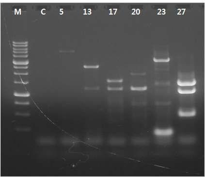 Inverse PCR 분석을 통해 유전자 삽입여부 판단.