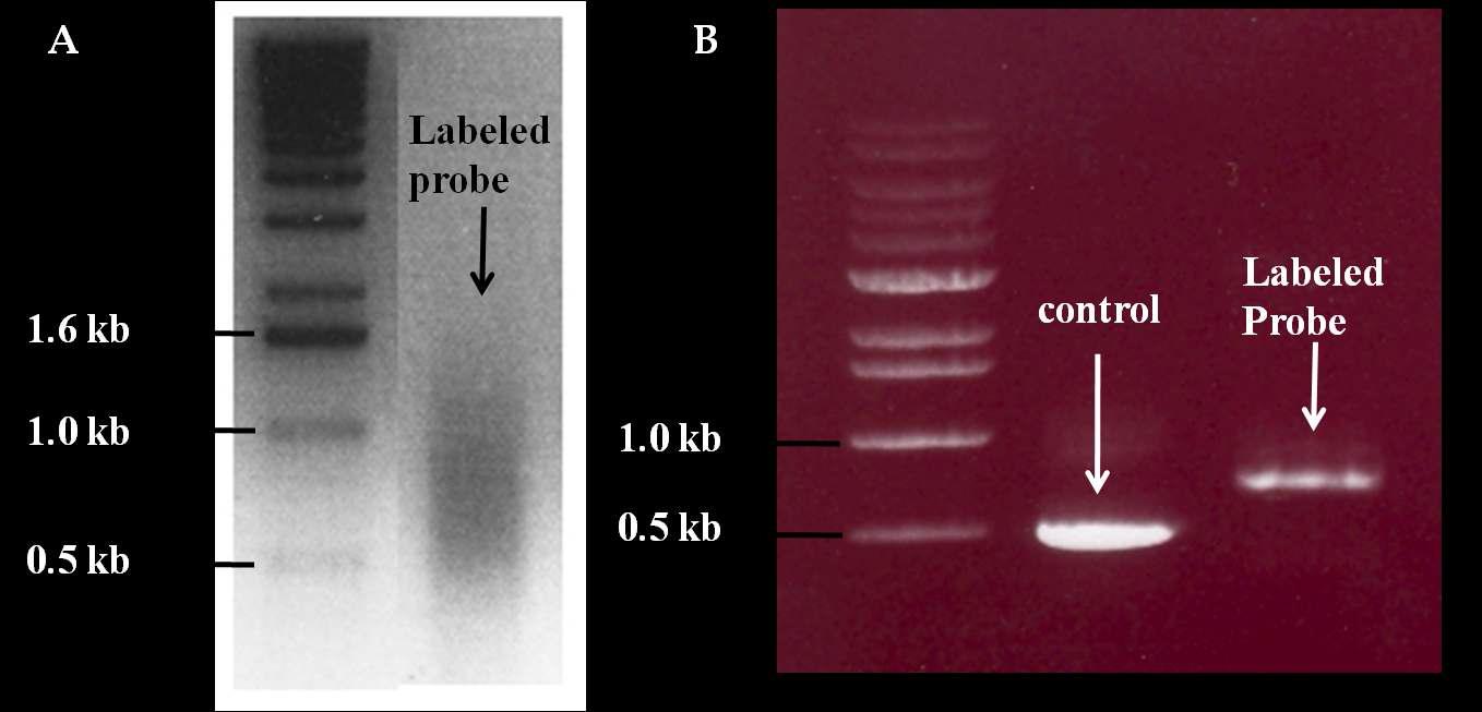 Nick-translation과 PCR labeling 방법의 비교.