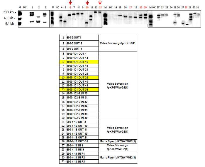다종 바이러스 유전자가 insert된 GM 감자로부터 Southern blot analysis 및 single copy로 선정된 line들 (red arrows).