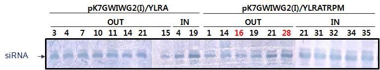GM 감자 line들로부터 발현되는 다종 바이러스들의 siRNA 검출.