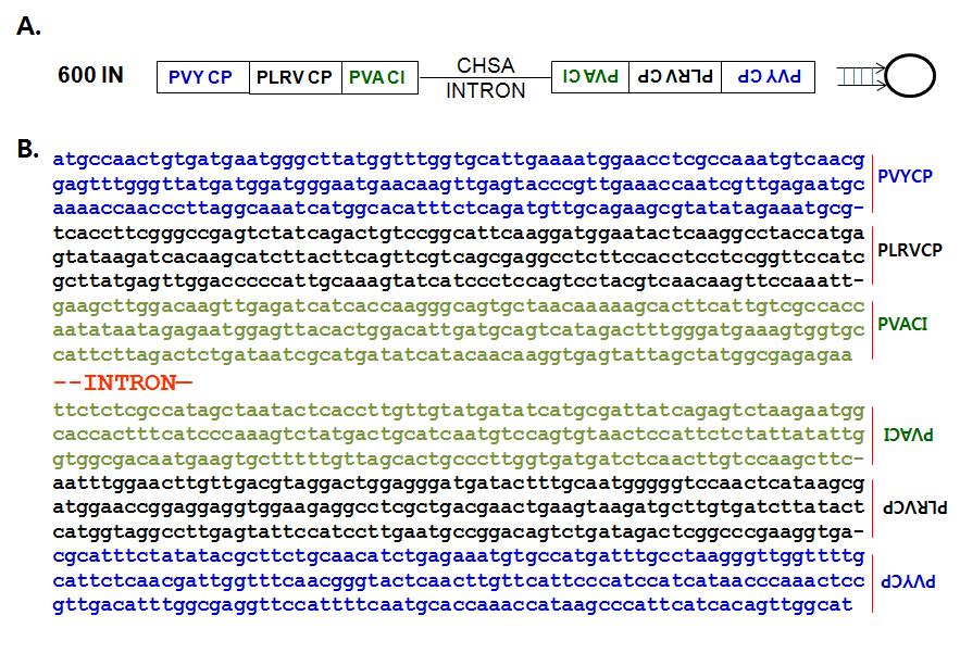 신규 벡터 (pFGC-600IN) 정보 및 삽입된 유전자의 염기서열
