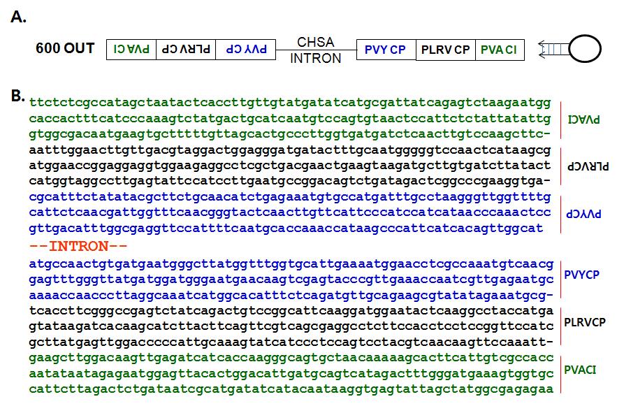 신규 벡터 (pFGC-600OUT) 정보 및 삽입된 유전자의 염기서열
