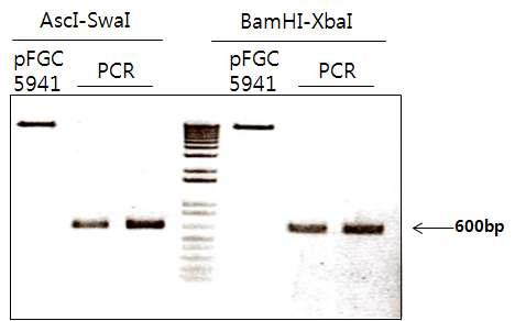 각 유전자가 포함된 PCR products들을 pFGC5941 벡터로 클로닝