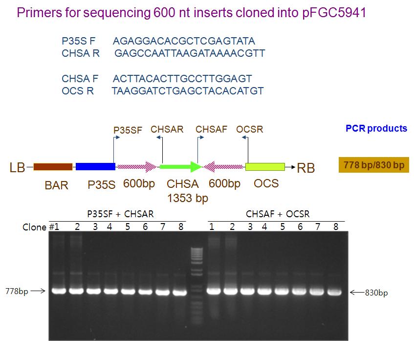 특이적 프라이머를 이용해 PCR법으로 클로닝 여부 확인