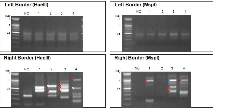 T-DNA franking sequencing method에 의해 생산된 제2차 PCR분석.