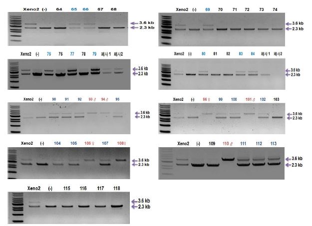 Fig. 2. Detection of targeted allele of the GalT gene by PCR.