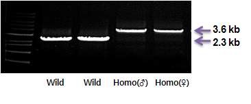 Fig. 3. Detection of targeted allele of the GalT gene in porcine fibroblast cell