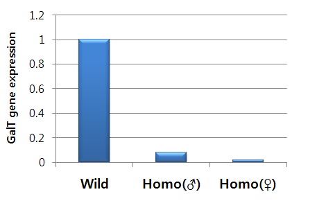 Fig. 4. Comparison of GalT gene expression between the porcine fibroblast cell derived from GalT homo and wild type pig