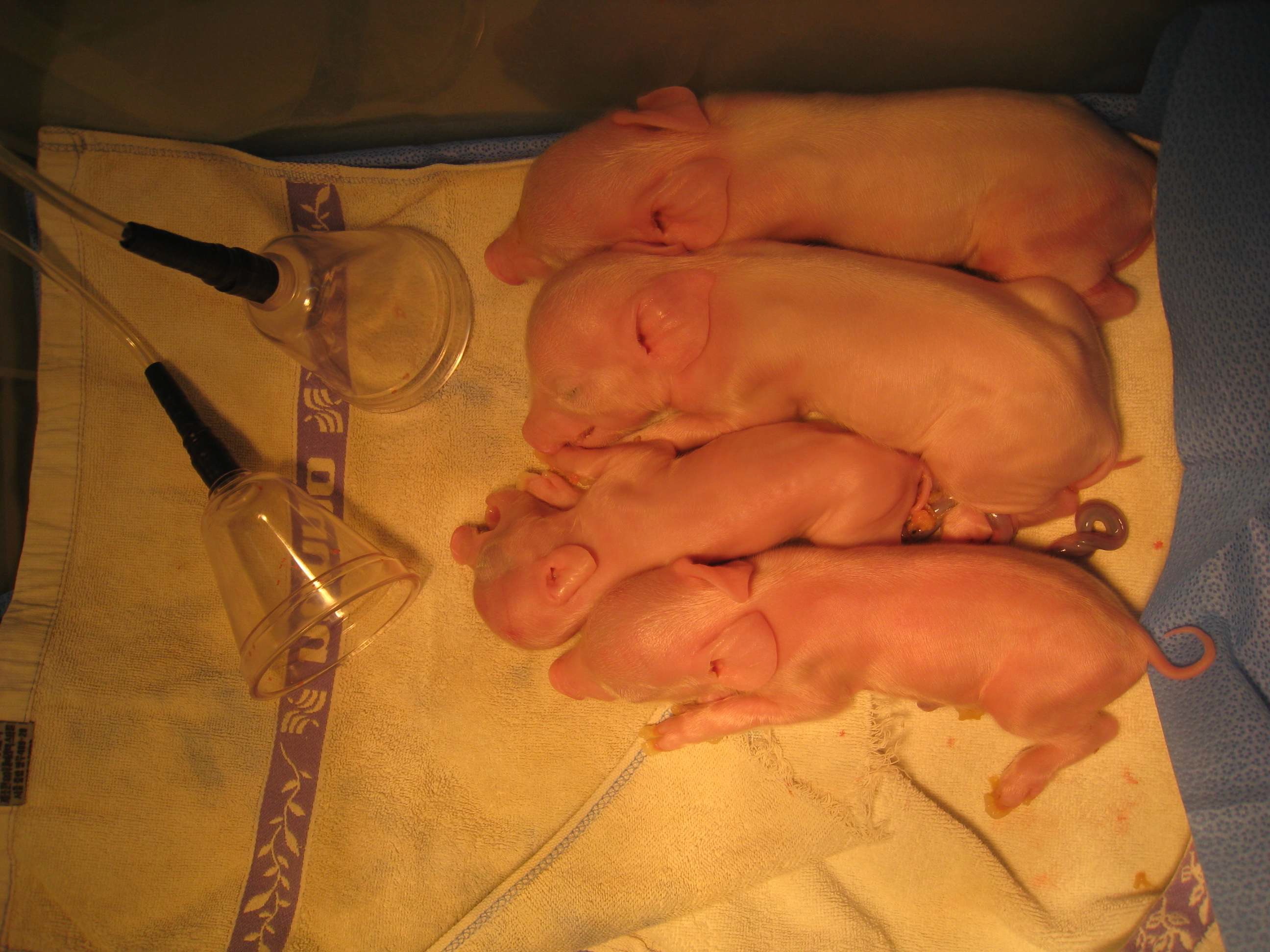 Figure 5. Productions of GalT KO -/- piglets by SCNT