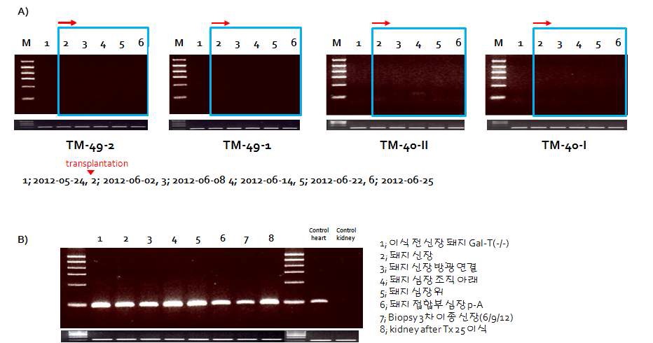 Figure 8. Determination of PERVs expression using viral full length RNA primer