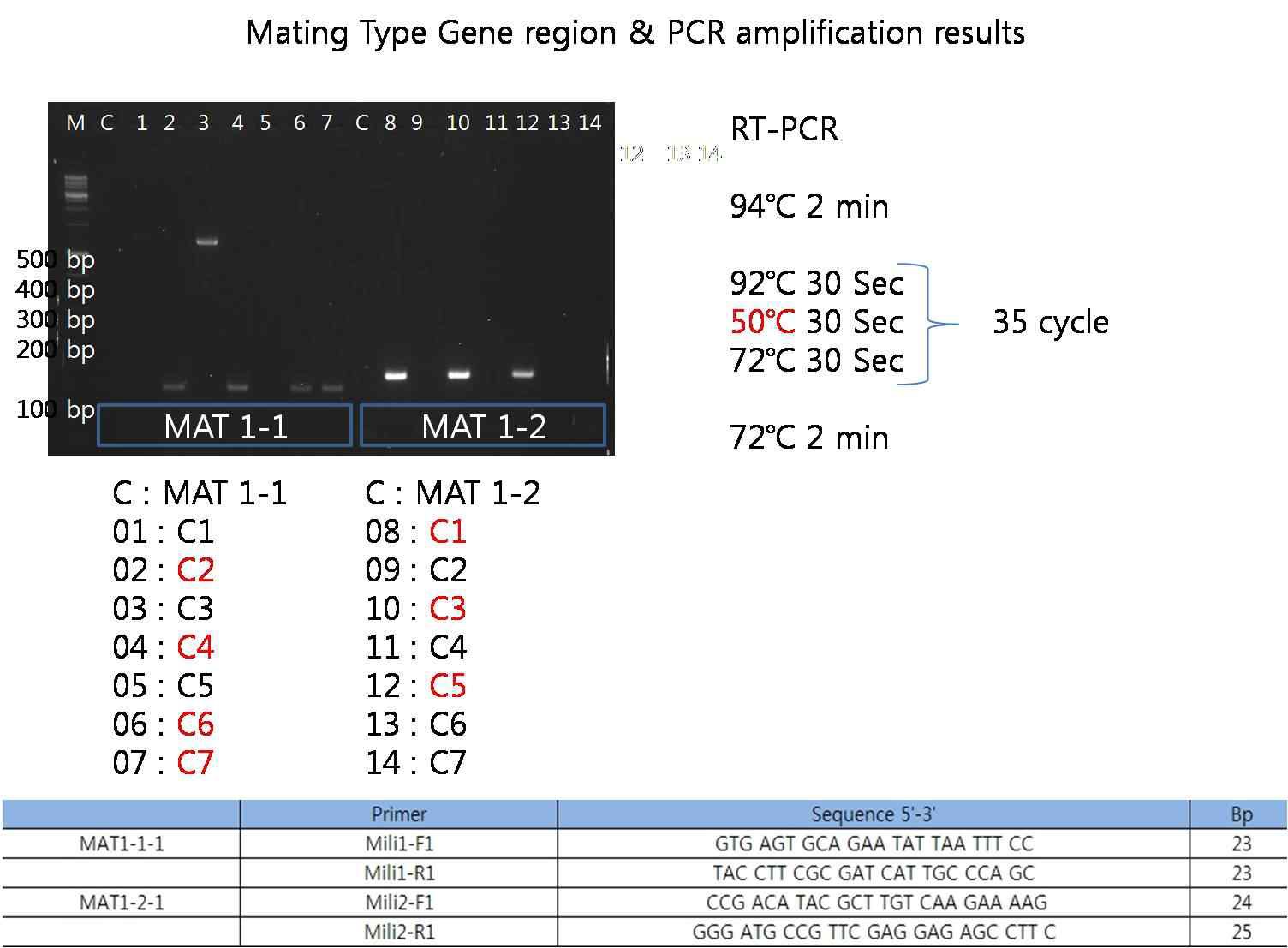 그림 1. 밀리타리스 동충하초 교배형 형성을 위한 PCR 검정법 및 관련 정보