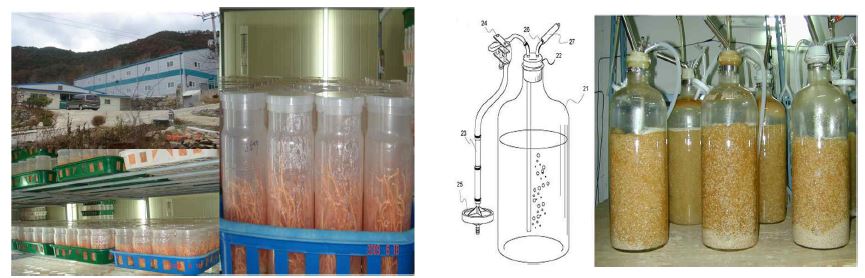 그림 3. 액체배양을 사용한 동충하초 배양장치 및 자실체 형성 예시