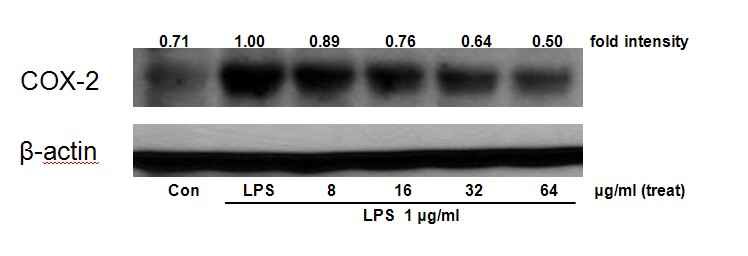 Fig. 4. Inhibition of COX-2 expression by Cordyceps militaris extracts. Western blot analysis was performed to detect COX-2 protein level in cytosol extracts (40 μg protein) from each group in RAW 264.7 cell. Con, Control. LPS, lipopolysaccharide 1 μg/ml.